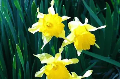 Small daffodils