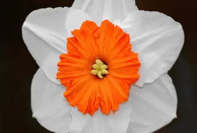 Narciso bicolor- flor.jpg jigsaw puzzle