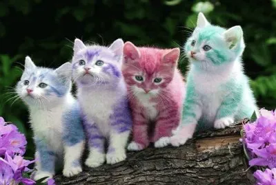 Colorido-Gatitos.jpg