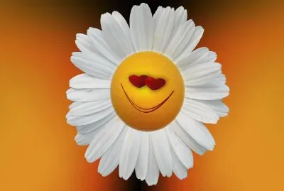 Margarita-  Compuestos,  Flor.png