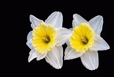 Narcis- Flor, Primavera.jpg