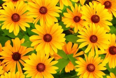 Naturaleza,Calendula del Cabo.jpg