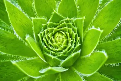 Planta de la CÃºrcuma.jpg jigsaw puzzle
