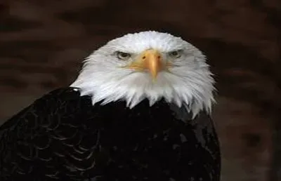 different eagles jigsaw puzzle
