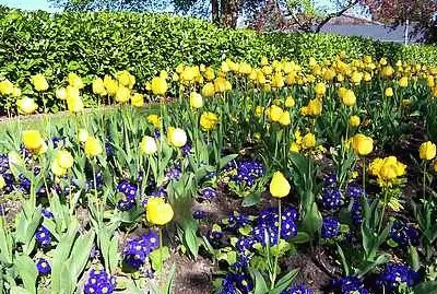 Spring Flowers