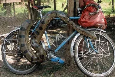 BOA