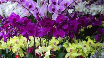 פאזל של Beautiful Purple Orchids