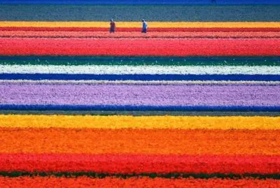 Tulip Fields of the Netherlands jigsaw puzzle