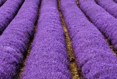 Rows of Lavender jigsaw puzzle