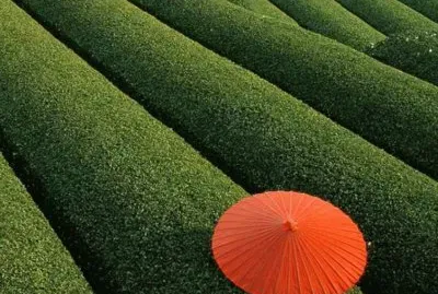 פאזל של Tea Fields