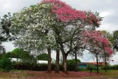 arvore florida