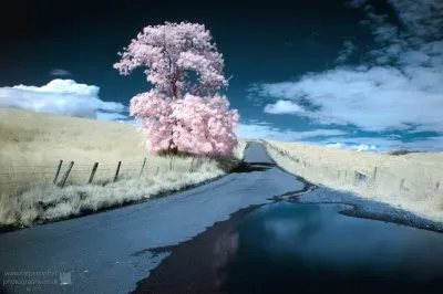 פאזל של Sherbert Summer Infrared