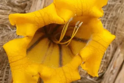 פאזל של peers image