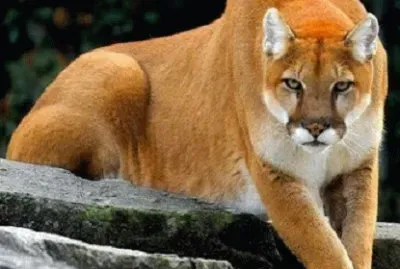 puma jigsaw puzzle