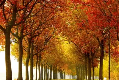 todo paisaje jigsaw puzzle