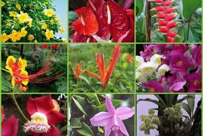 flores jigsaw puzzle