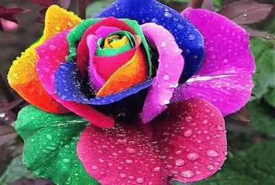 פאזל של Colorido-Rosa.