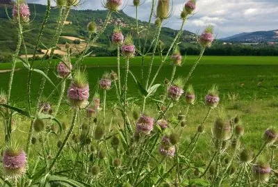 Fleurs jigsaw puzzle