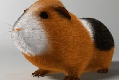 Animales-Cavia Porcellus.jpg