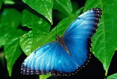 Azul-Mariposa.jpg jigsaw puzzle