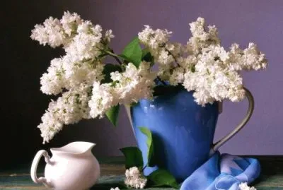 White lilacs jigsaw puzzle