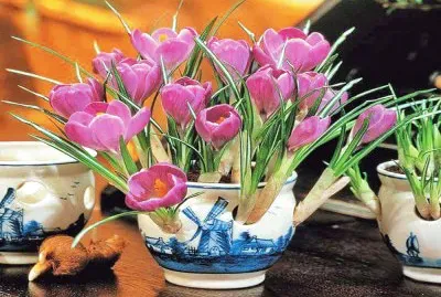 tulipanes