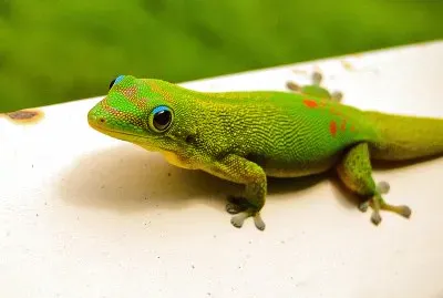 Gecko verde