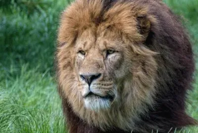 lion jigsaw puzzle