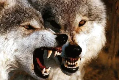 wolf jigsaw puzzle