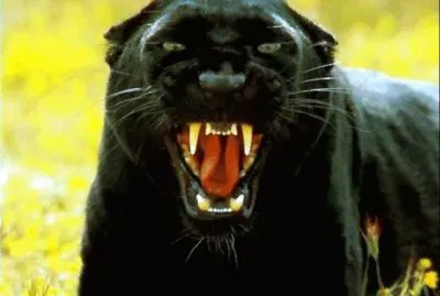 Black Panthera