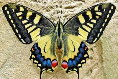 פאזל של Mariposa-Naturaleza.