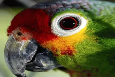 Loro- Ave,  Animales.