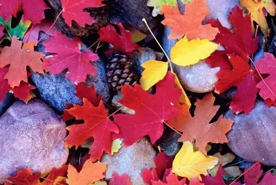 Fotografico-Naturaleza,Hojas jigsaw puzzle