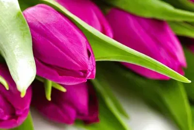 Naturaleza-TulipÃ¡nes.