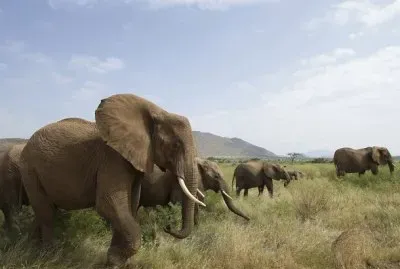 animal 1 jigsaw puzzle