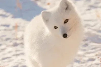 Zorro Ãrtico jigsaw puzzle