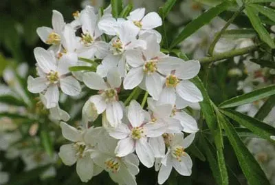 פאזל של fleurs