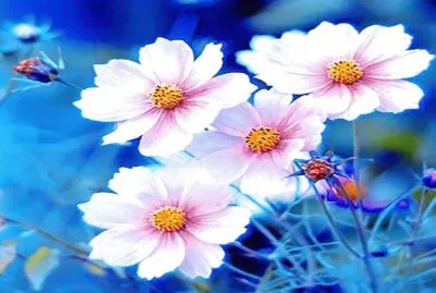 Flores
