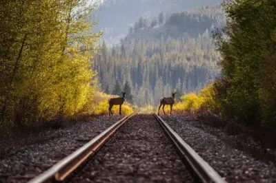 NATUREZA