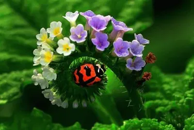 פאזל של Naturaleza