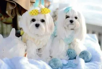 פאזל של imagens