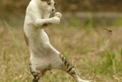 פאזל של imagens