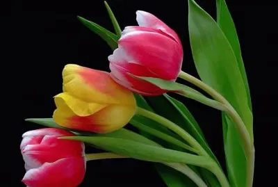 פאזל של imagens