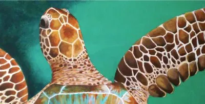 Tortuga