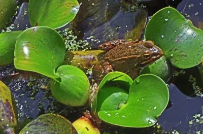 images jigsaw puzzle