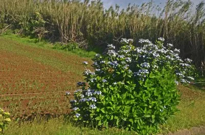 images jigsaw puzzle