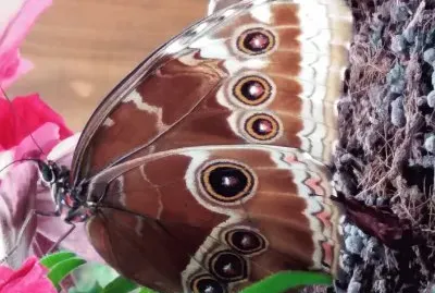 פאזל של mariposa