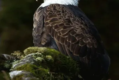 eagel