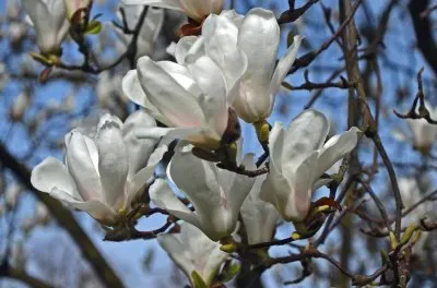 פאזל של images