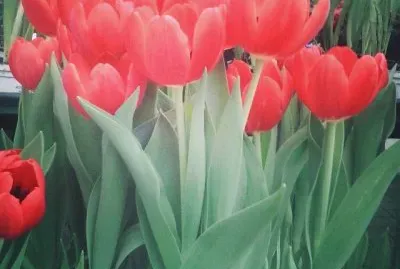 פאזל של imagens